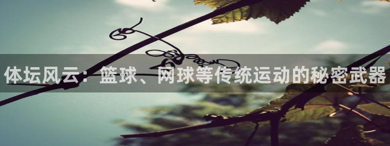 3377体育官方正版app集团官网首页网址：体坛风云：篮球、
