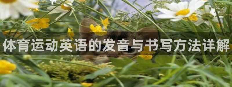 3377体育官网下载招商电话地址查询：体育运动英语的