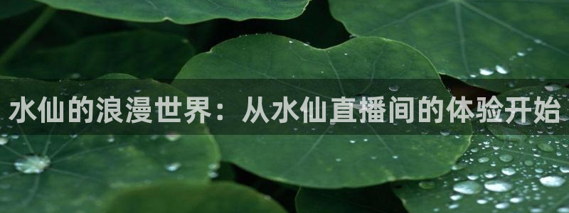 9255tv直播nba在线直播：水仙的浪漫世界：从水仙直播间的体验开始